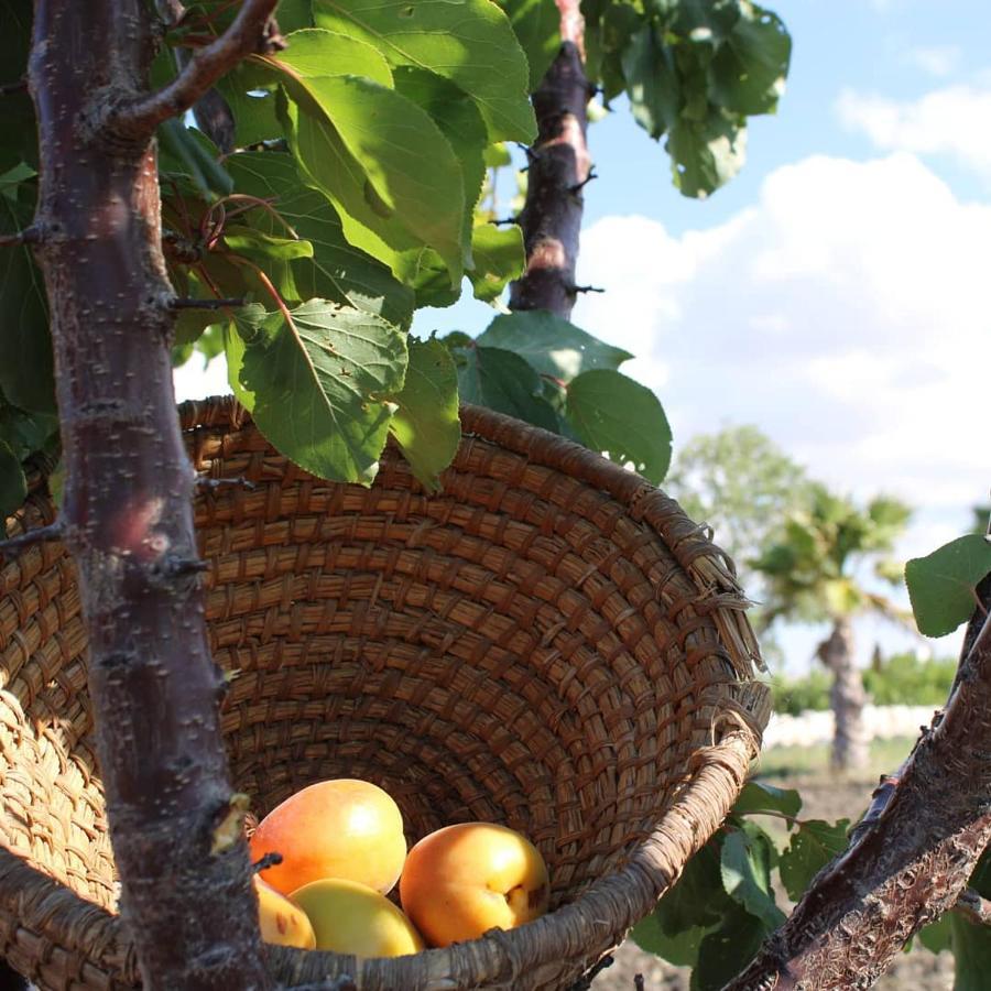 Agriturismo Masseria Cannella Lesina Eksteriør billede